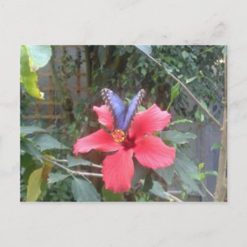 Flowers And Butterflies In Franche Comte Postcard by Franceimages at Zazzle