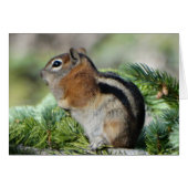 Flowers and cute little Chipmunk (Front Horizontal)