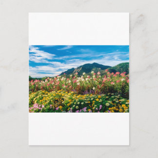 Flowers And Flatirons Postcard