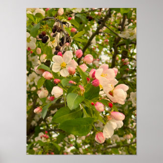 Flowers and Flower Buds Poster