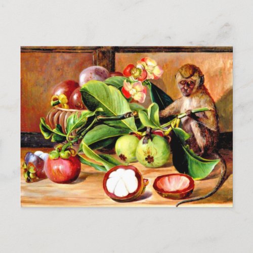 Flowers and fruit of Mangosteen Singapore Monkey Postcard