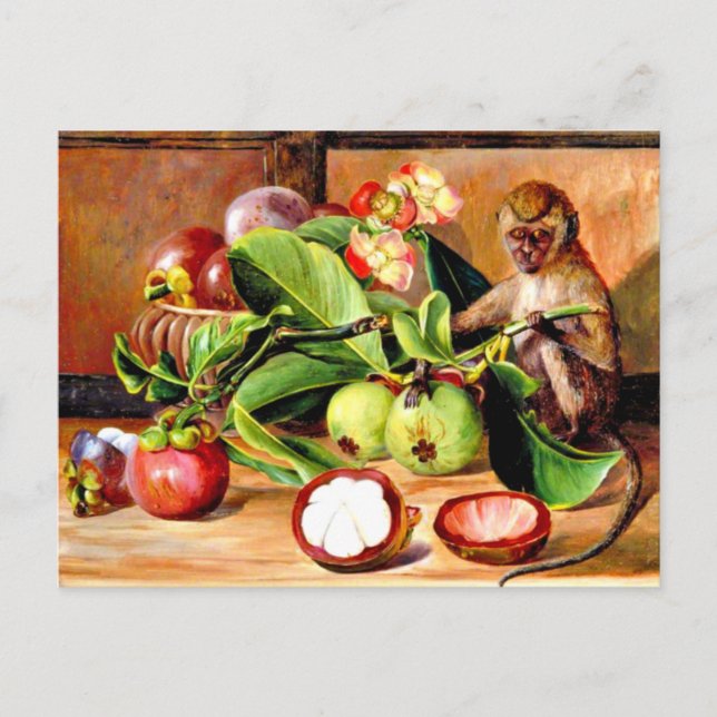 Flowers and fruit of Mangosteen; Singapore Monkey, Postcard (Front)