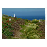 Flowers and Seagulls on Anacapa Island