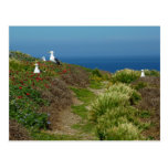 Flowers and Seagulls on Anacapa Island I Postcard