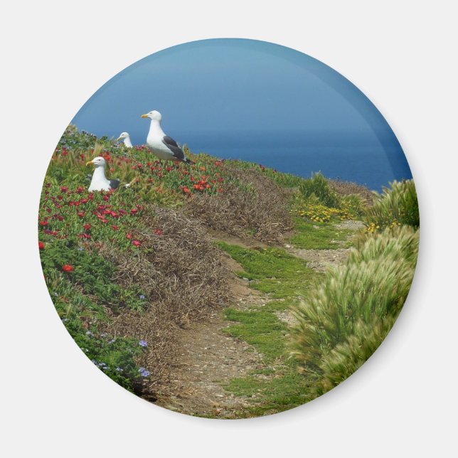 Flowers and Seagulls on Anacapa Island Magnet (Front)
