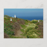 Flowers and Seagulls on Anacapa Island Postcard