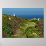 Flowers and Seagulls on Anacapa Island Poster