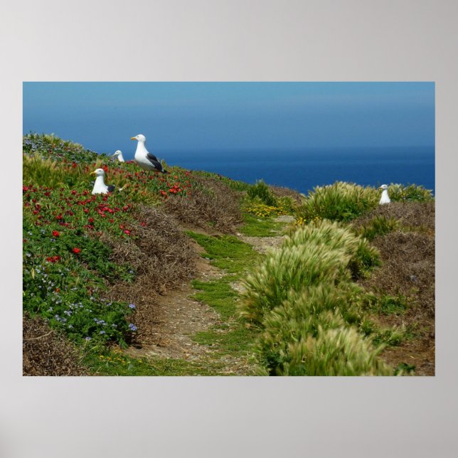 Flowers and Seagulls on Anacapa Island Poster (Front)
