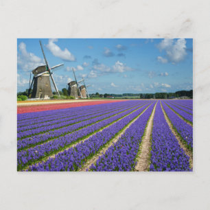 Flowers and windmills postcard
