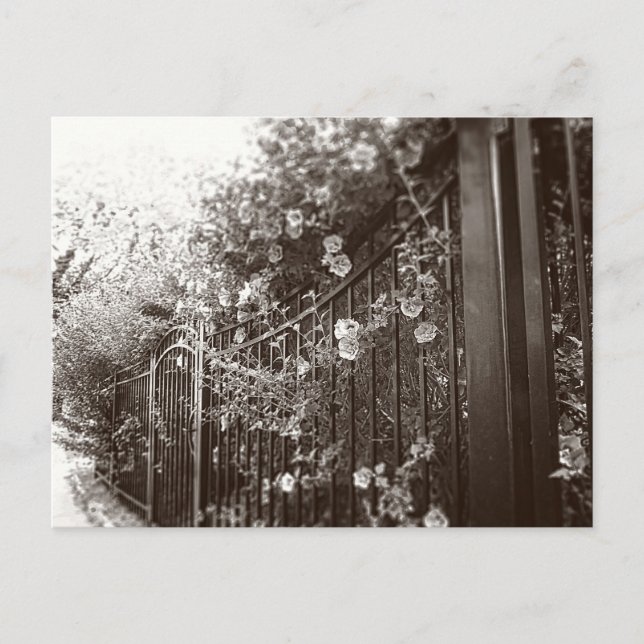 Flowers and Wrought Iron Fence, Tilt-Shift, B&W Postcard (Front)