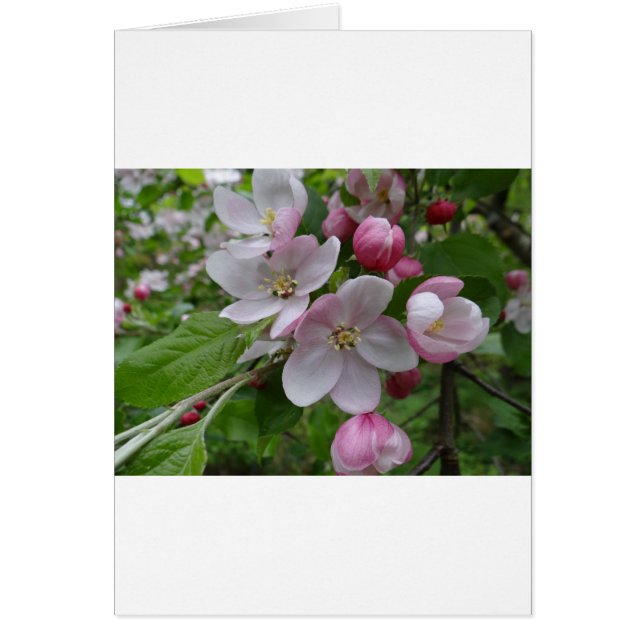 Flowers Apple Blossom Pink Pattern Art Cards (Front)