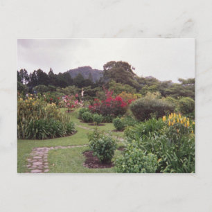 Flowers at Boquete Postcard