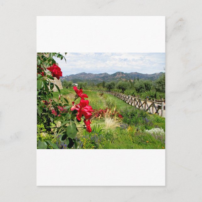 Flowers at Castello di Amorosa Postcard (Front)