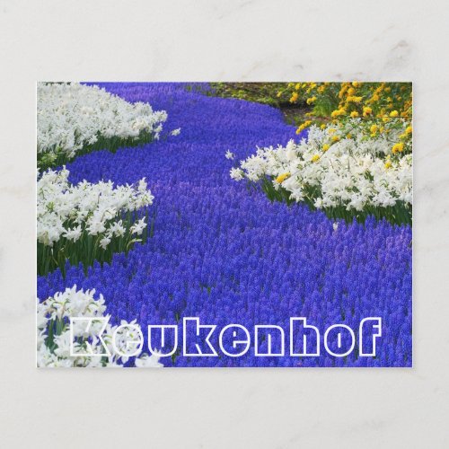 Flowers at  Keukenhof  white and purple Postcard