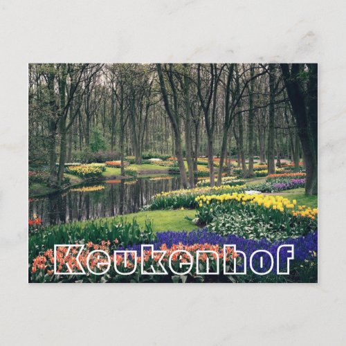 Flowers at  Keukenhof woodland and canal Postcard