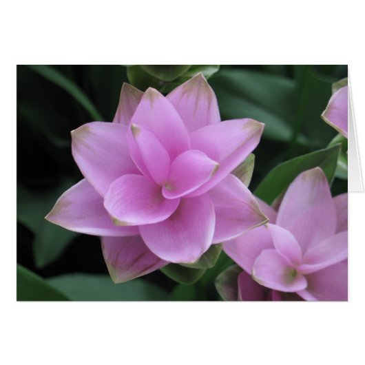 Flowers at Longwood Gardens Cards (Front Horizontal)