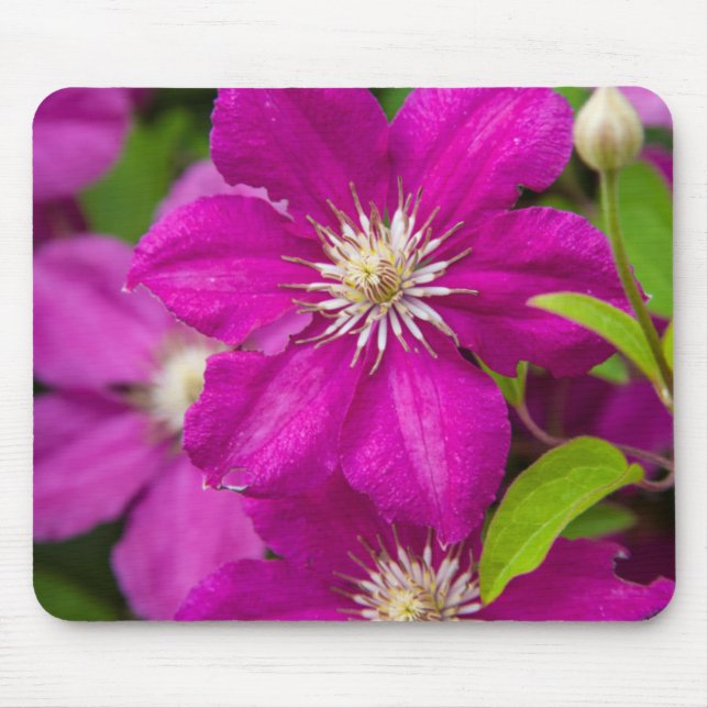 Flowers at Robinette's Apple Haus and Gift Barn 2 Mouse Pad (Front)