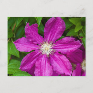 Flowers at Robinette's Apple Haus and Gift Barn Postcard