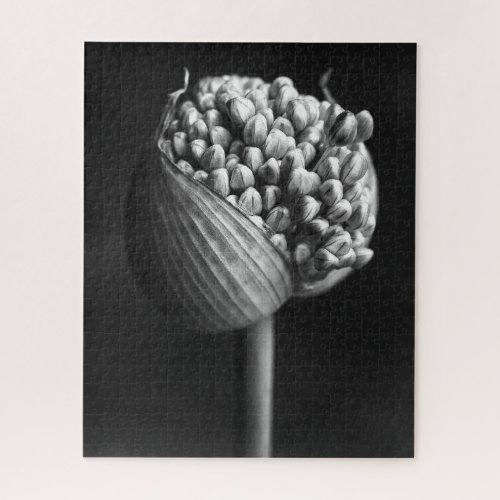 Flowers  BW Allium Flower Bud Jigsaw Puzzle