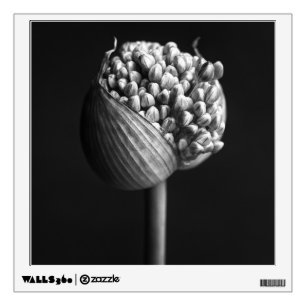 Flowers B&W Allium Flower Bud Wall Decal