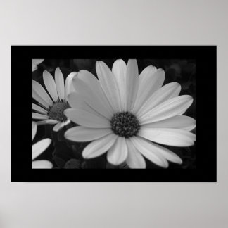Flowers B&W Poster