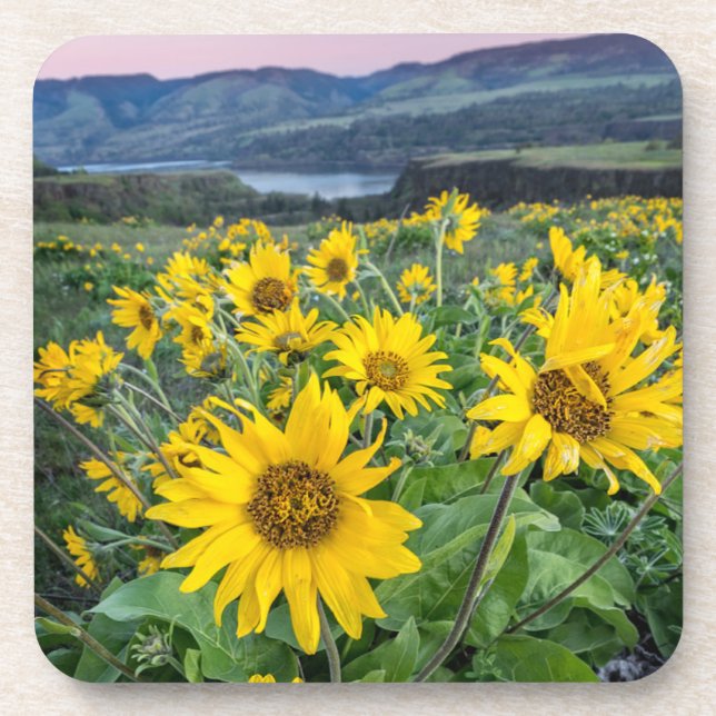 Flowers | Balsomroot Columbia River, Oregon Beverage Coaster (Front)