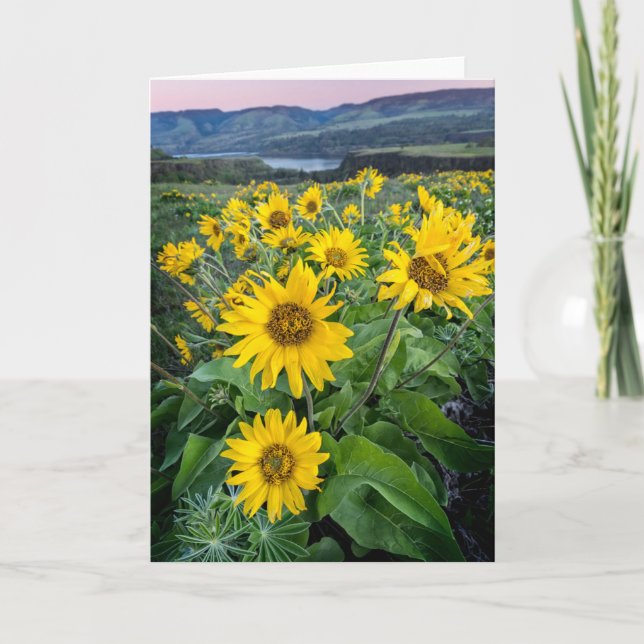 Flowers | Balsomroot Columbia River, Oregon Card (Front)