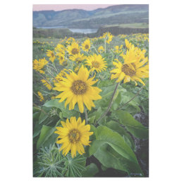 Flowers | Balsomroot Columbia River, Oregon Gallery Wrap