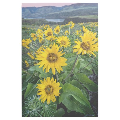 Flowers  Balsomroot Columbia River Oregon Gallery Wrap