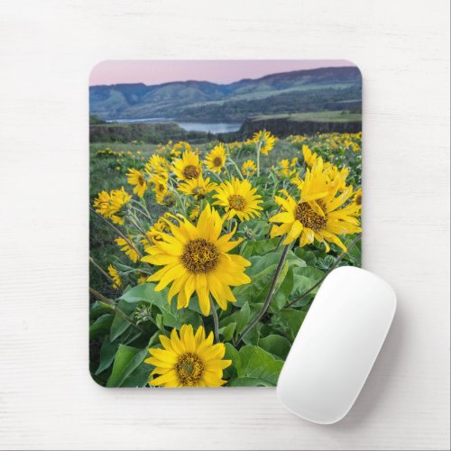 Flowers  Balsomroot Columbia River Oregon Mouse Pad