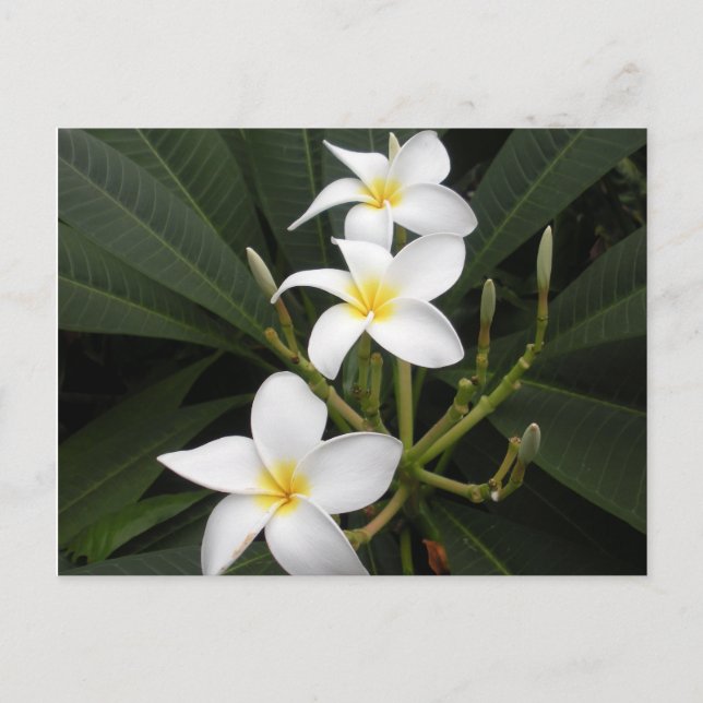 Flowers - Bellingrath Botanical Gardens Postcard (Front)