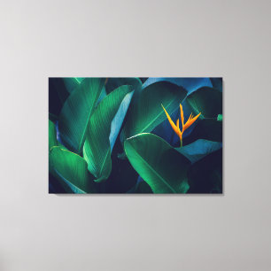 Flowers   Bird of Paradise Canvas Print
