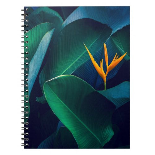 Flowers  Bird of Paradise Notebook