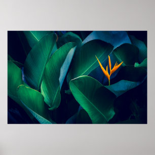 Flowers   Bird of Paradise Poster