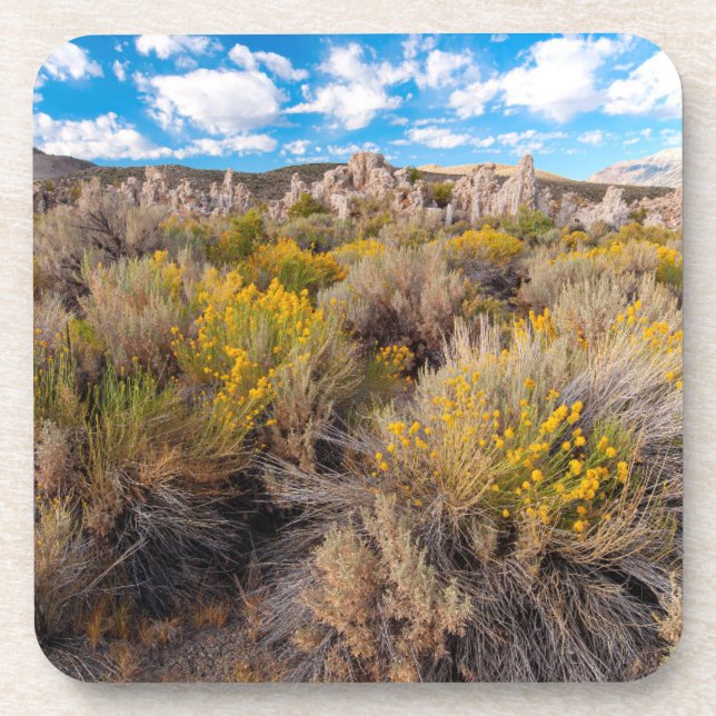 Flowers | Blooming Sagebrush California Beverage Coaster (Front)