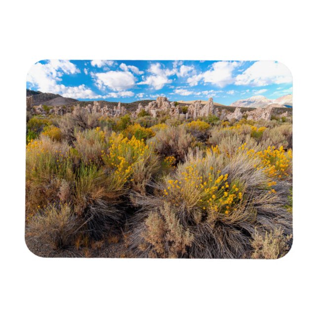 Flowers | Blooming Sagebrush California Magnet (Horizontal)