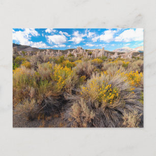Flowers Blooming Sagebrush California Postcard
