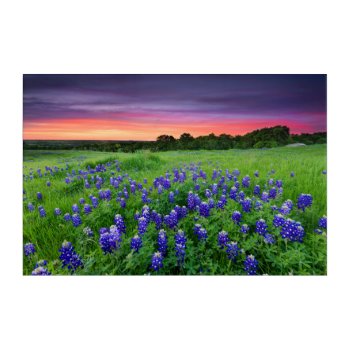 Flowers | Bluebonnets At Sunset Texas Acrylic Print by intothewild at Zazzle