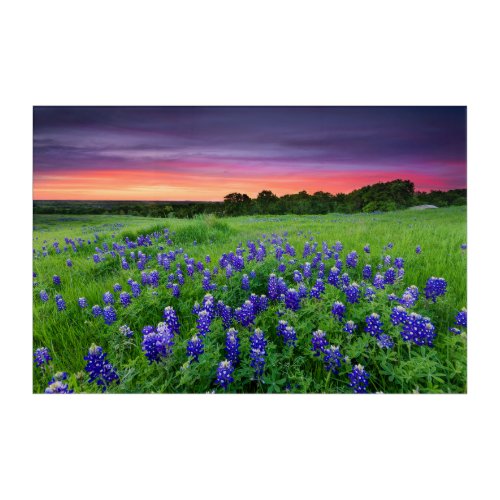 Flowers  Bluebonnets at Sunset Texas Acrylic Print