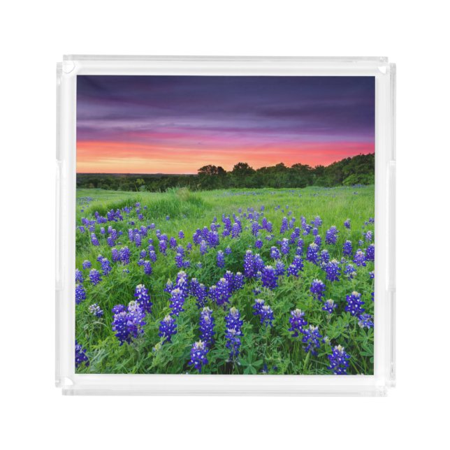 Flowers | Bluebonnets at Sunset Texas Acrylic Tray (Front)