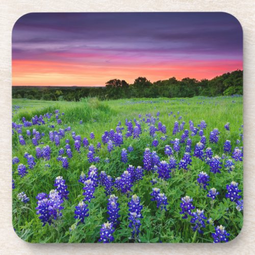 Flowers  Bluebonnets at Sunset Texas Beverage Coaster