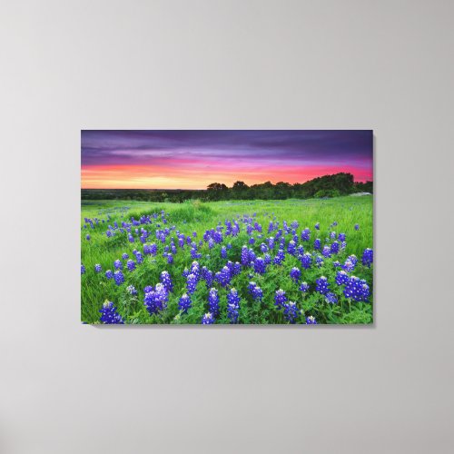 Flowers  Bluebonnets at Sunset Texas Canvas Print