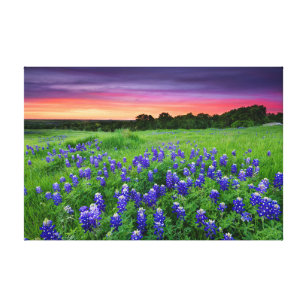 Flowers   Bluebonnets at Sunset Texas Canvas Print