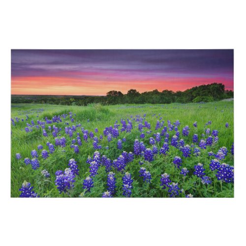 Flowers  Bluebonnets at Sunset Texas Faux Canvas Print