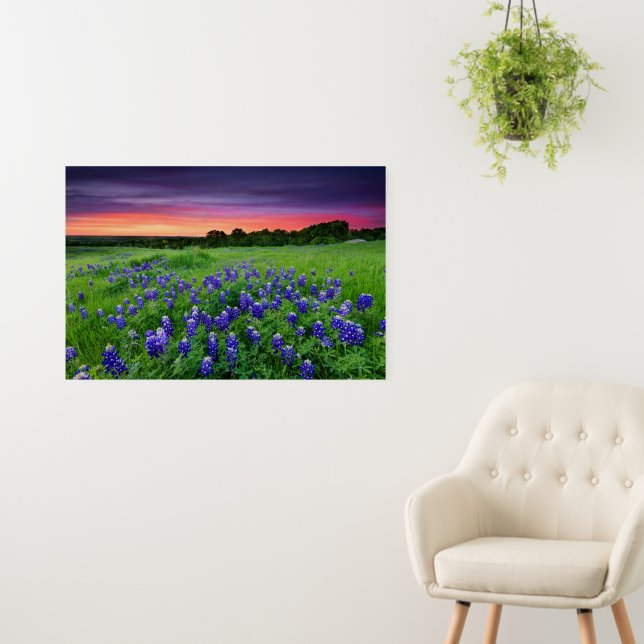 Flowers | Bluebonnets at Sunset Texas Foam Board (In Situ (Wall))
