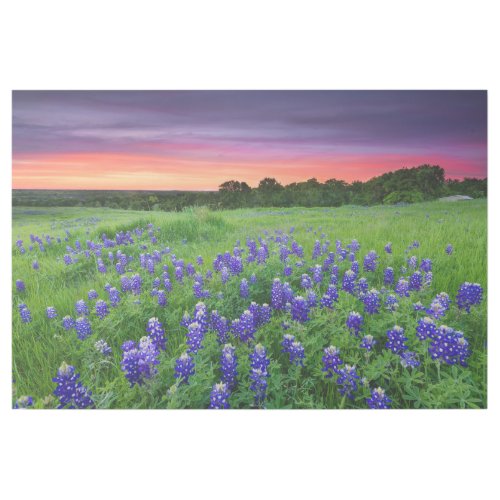 Flowers  Bluebonnets at Sunset Texas Gallery Wrap