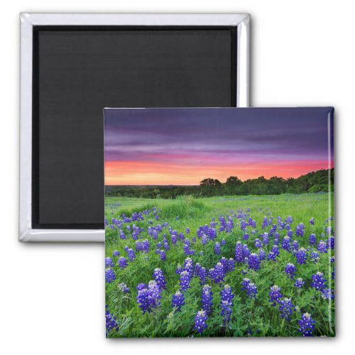 Flowers  Bluebonnets at Sunset Texas Magnet