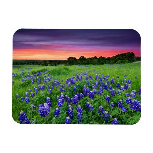 Flowers  Bluebonnets at Sunset Texas Magnet