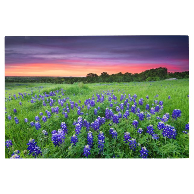 Flowers | Bluebonnets at Sunset Texas Metal Print (Front)