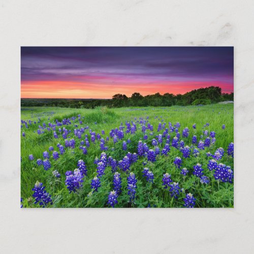 Flowers  Bluebonnets at Sunset Texas Postcard